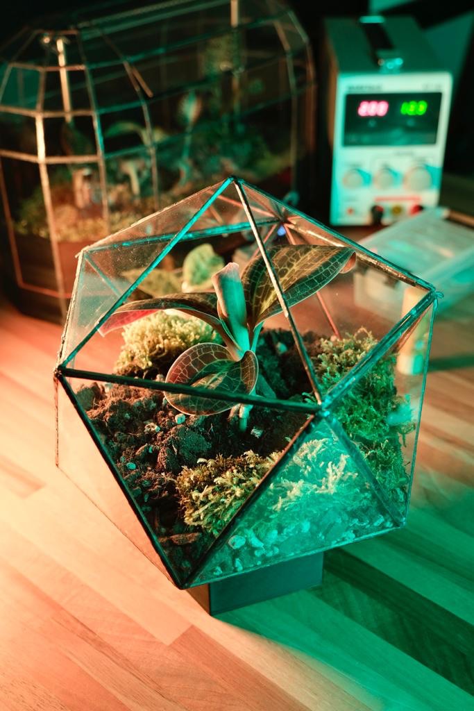 I Blame Jewel Orchids – Part&nbsp;2