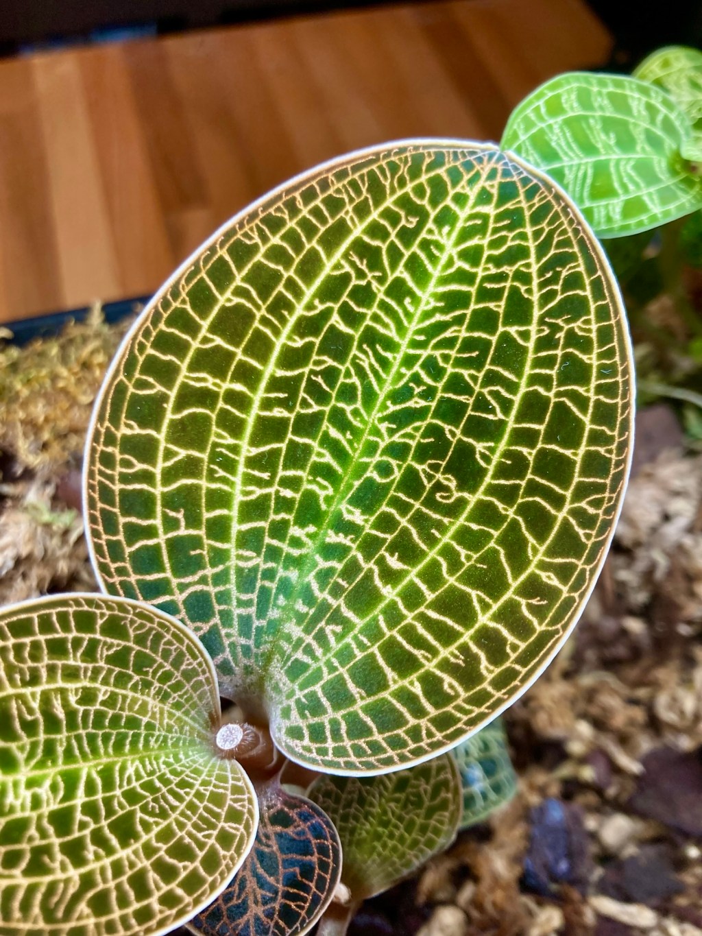 I blame Jewel Orchids – Part&nbsp;1
